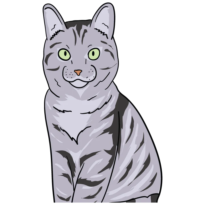 American Shorthair - Image 3