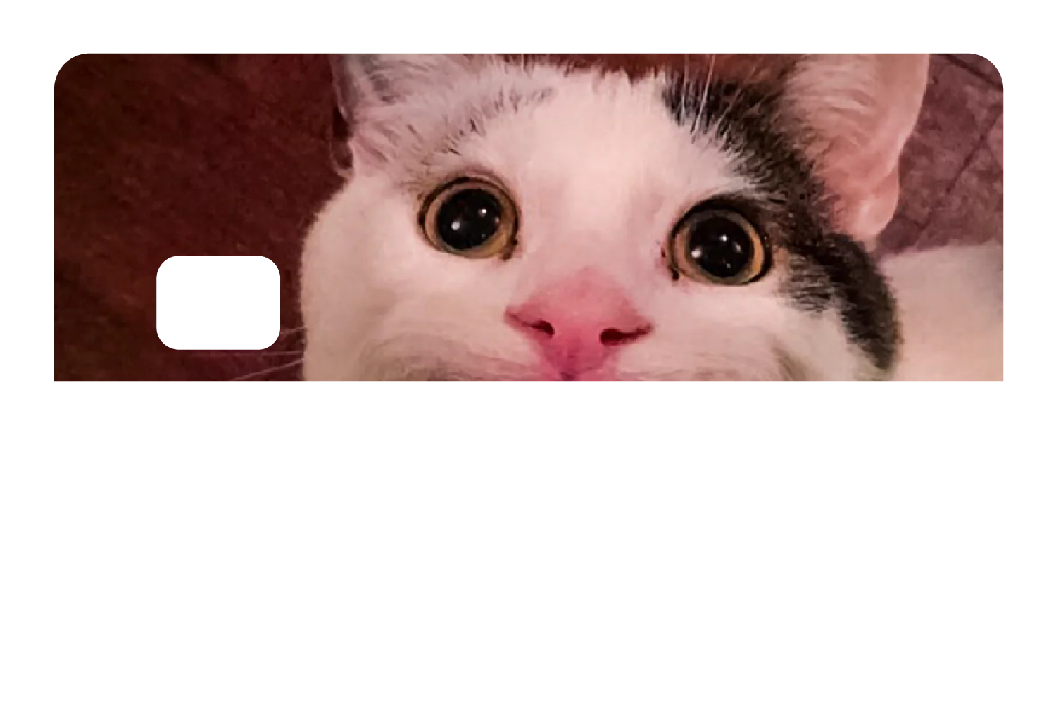Beluga Cat - Image 8
