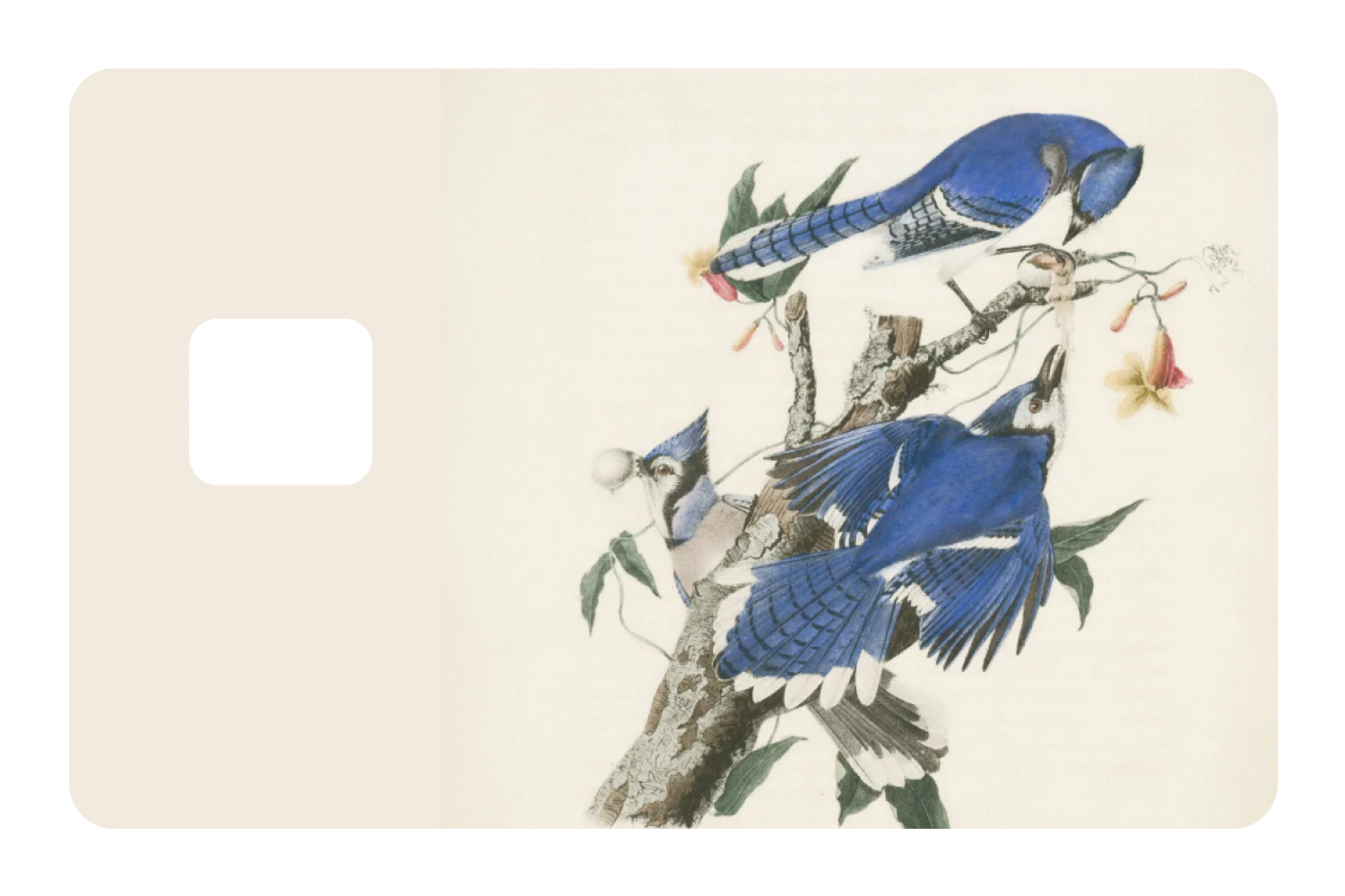 Blue Jays - Image 3