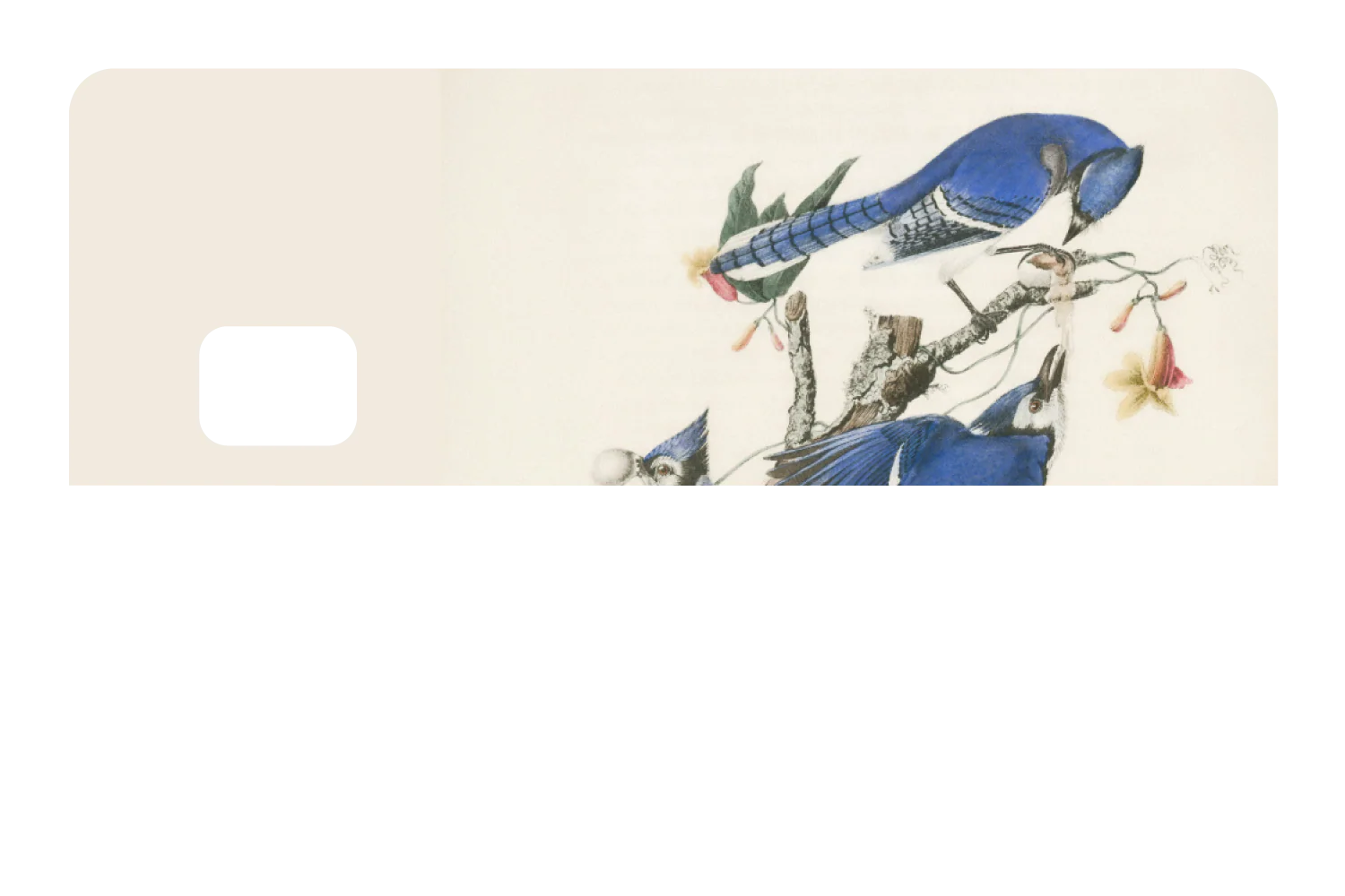 Blue Jays - Image 8