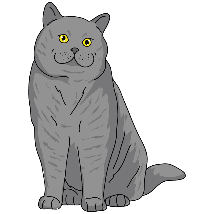 British Shorthair - Image 3