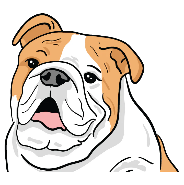 Bulldog - Image 3