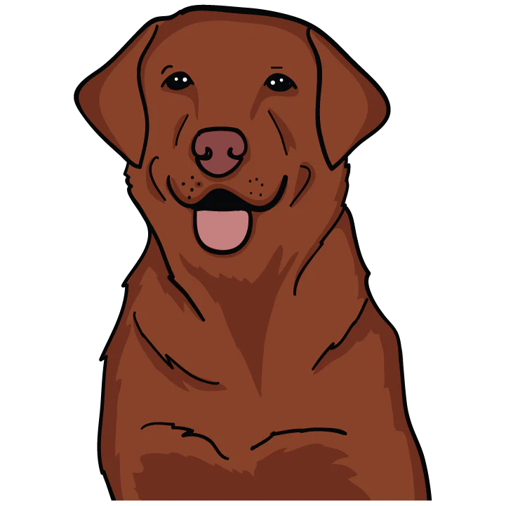 Chocolate Lab - Image 3