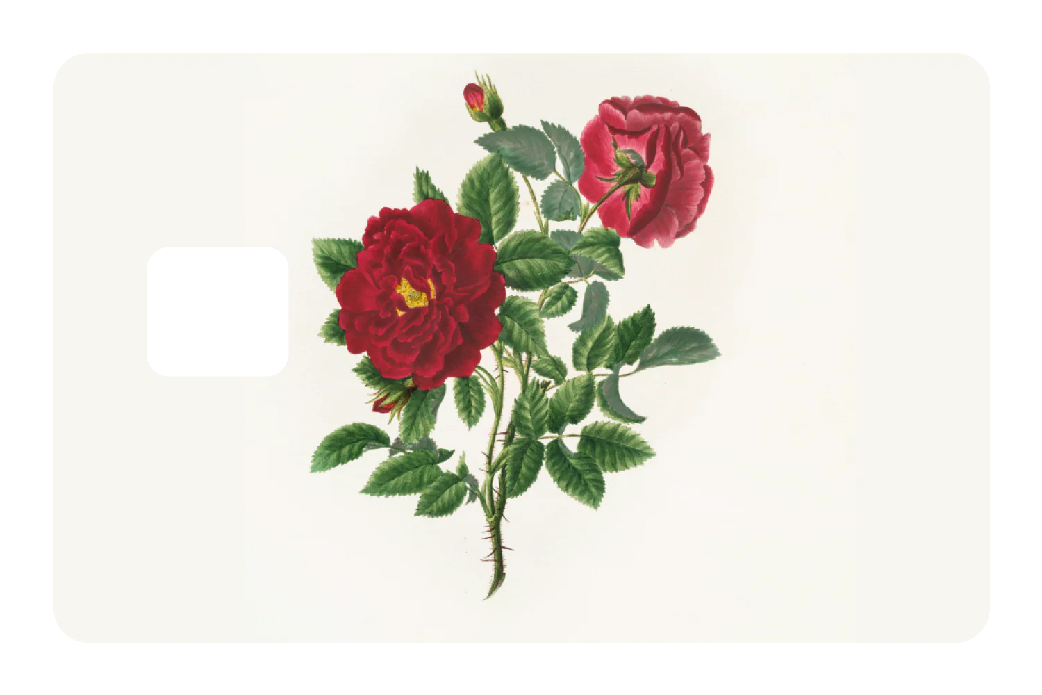 Dahlia Bloom - Image 3