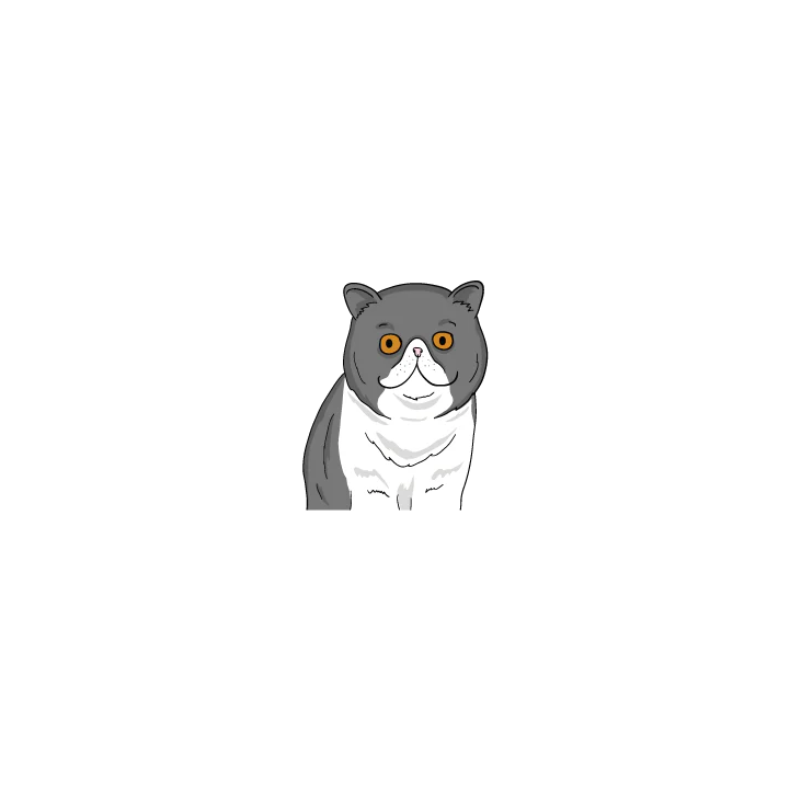 Exotic Shorthair - Image 2