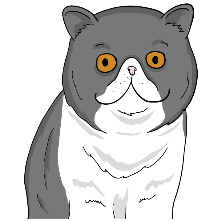 Exotic Shorthair - Image 3