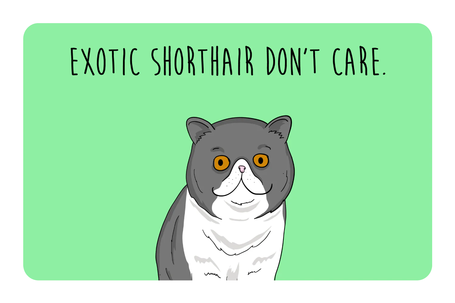 Exotic Shorthair don't care