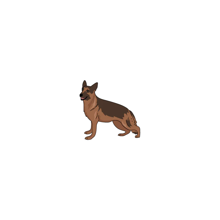German Shepard - Image 2