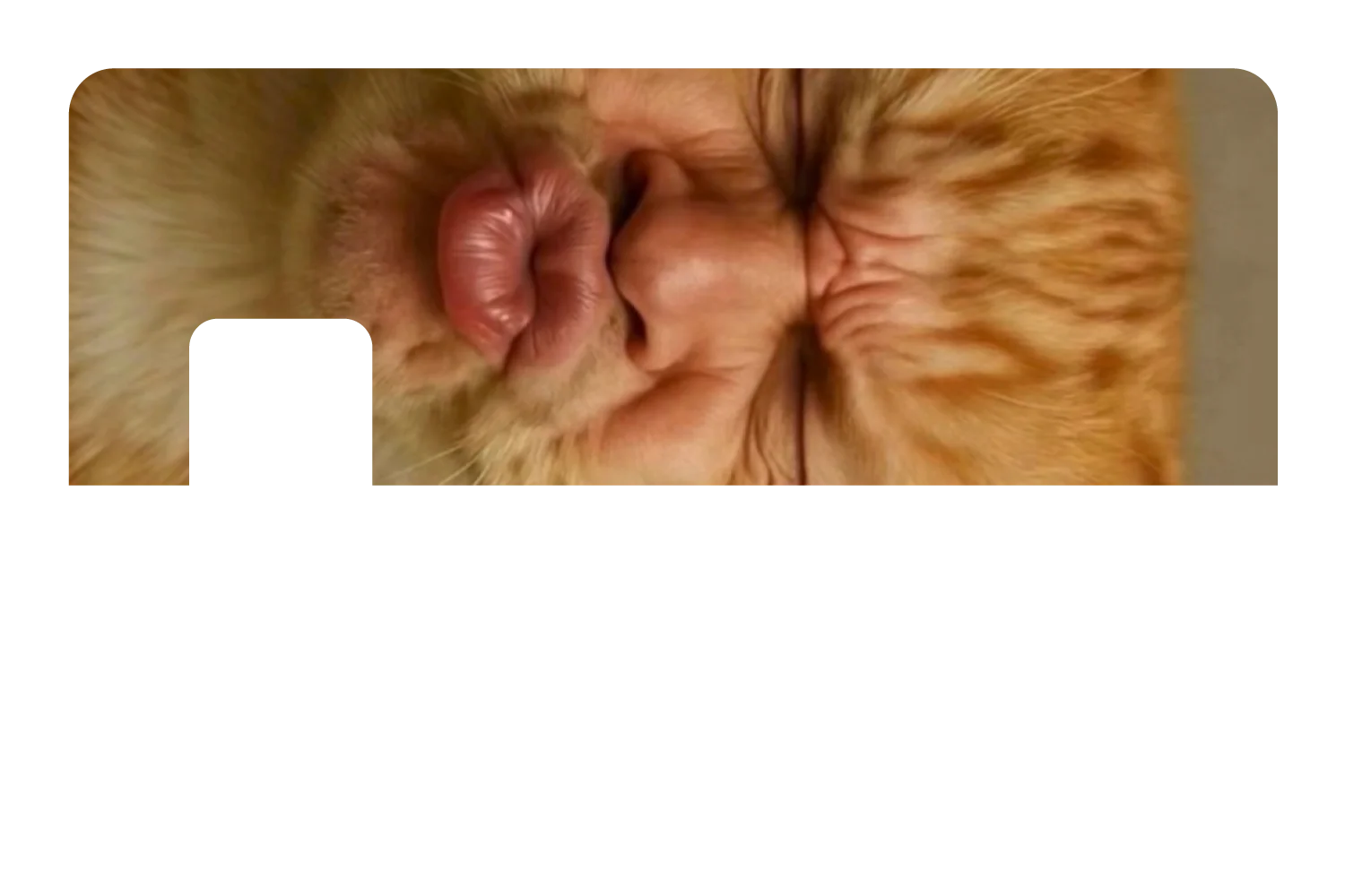 Kissy Cat - Image 7