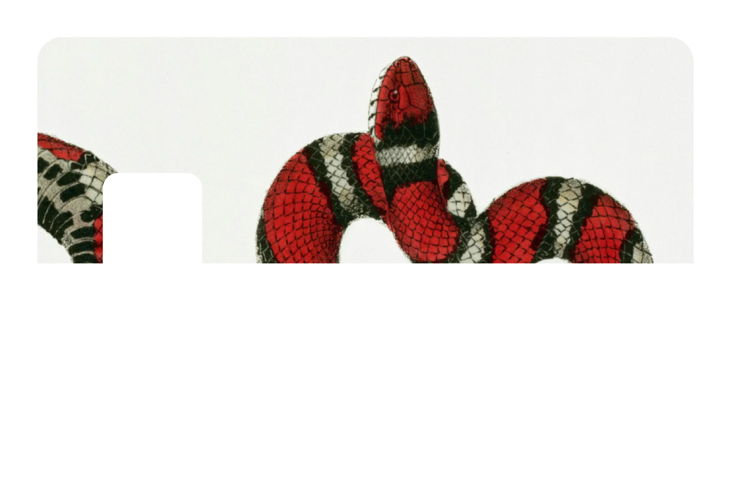 Milk Snake - Image 7