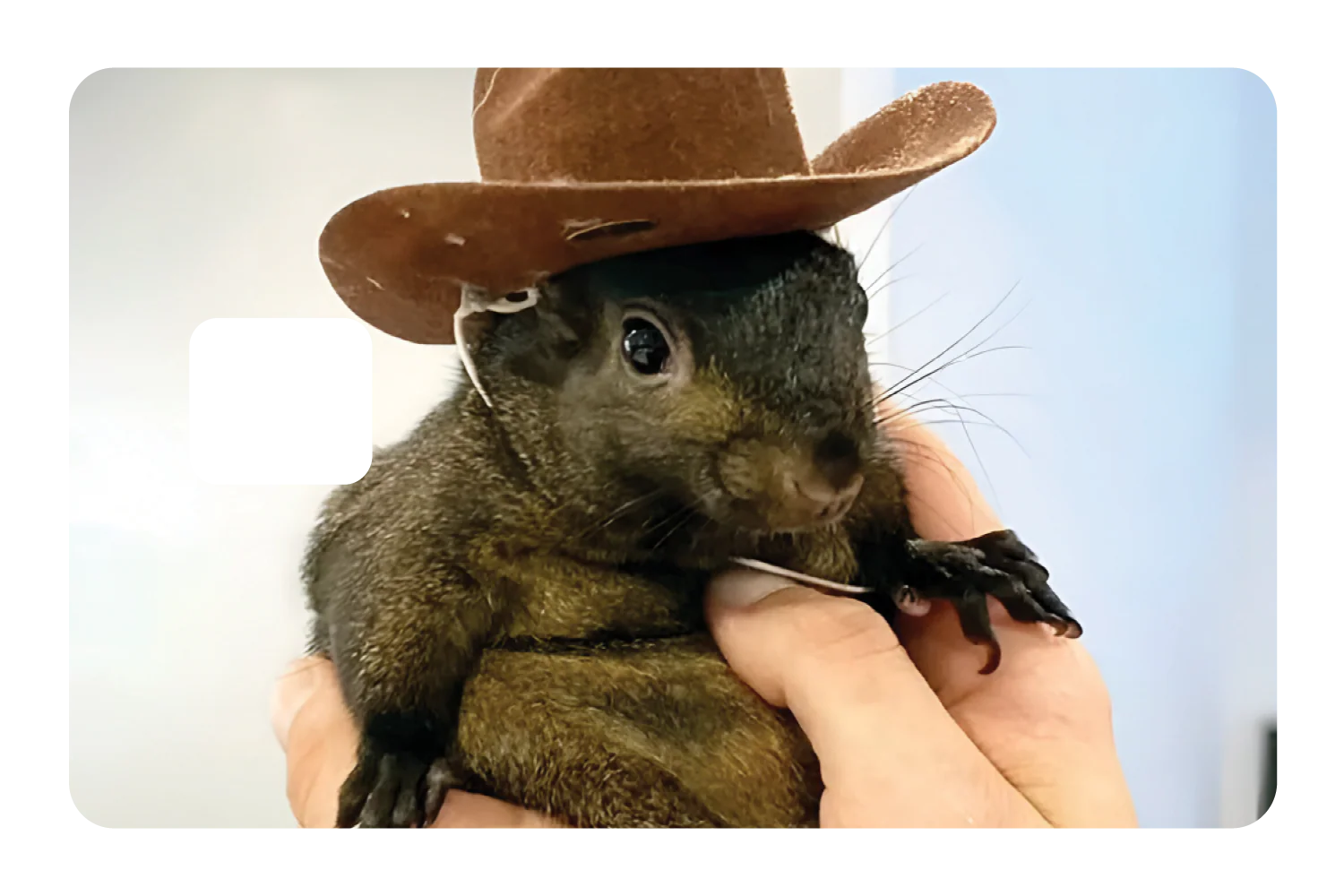 Orphaned Squirrel - Image 3