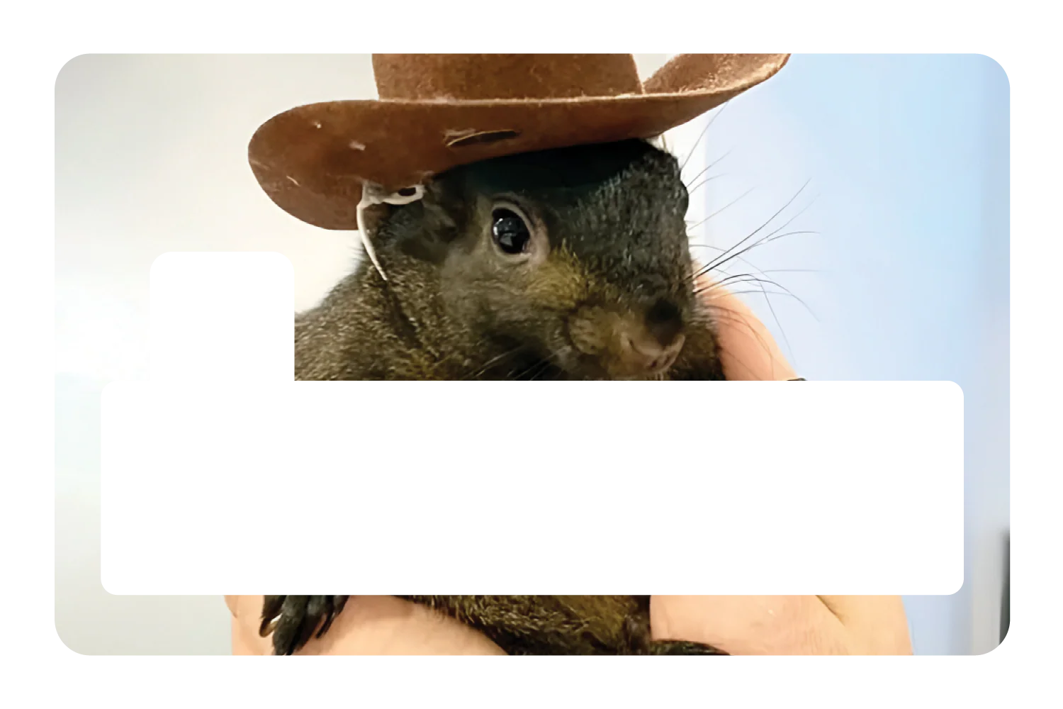 Orphaned Squirrel - Image 4