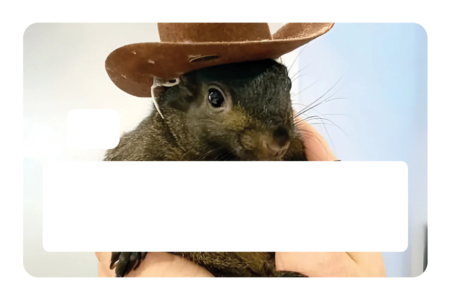 Orphaned Squirrel - Image 5