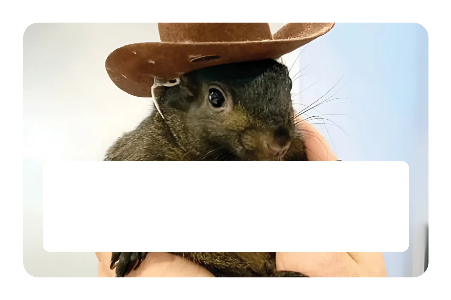 Orphaned Squirrel - Image 6