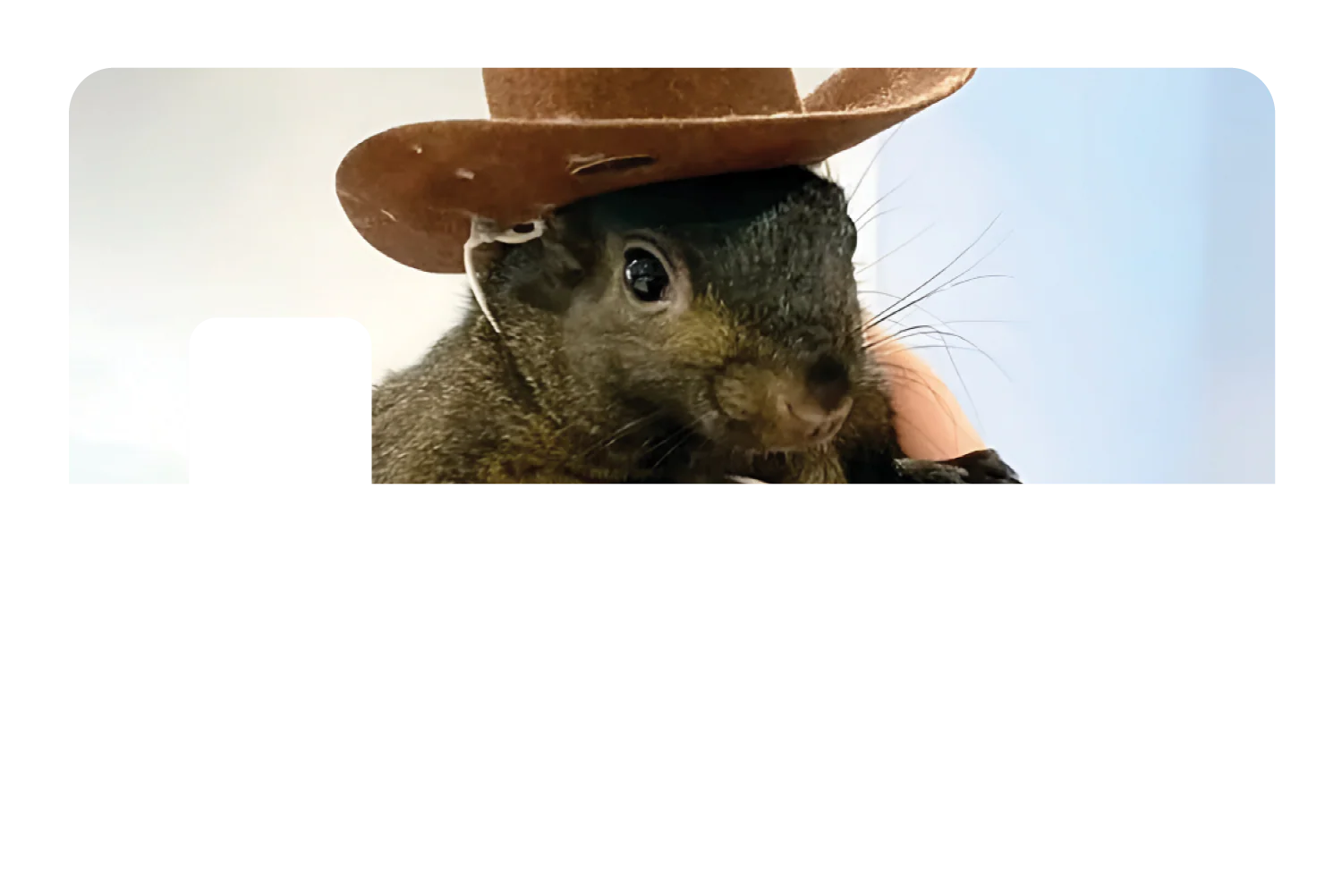 Orphaned Squirrel - Image 7