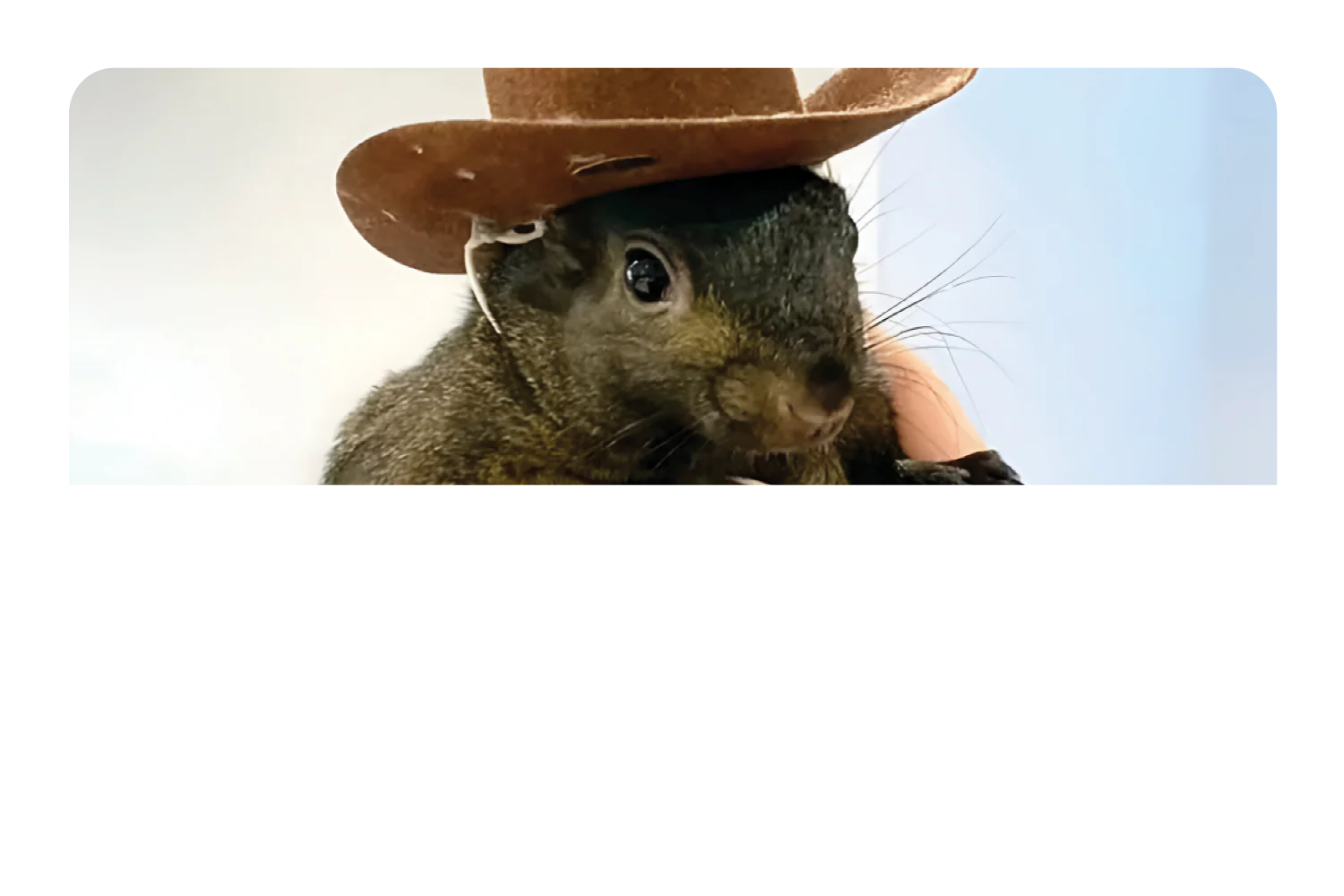 Orphaned Squirrel - Image 9