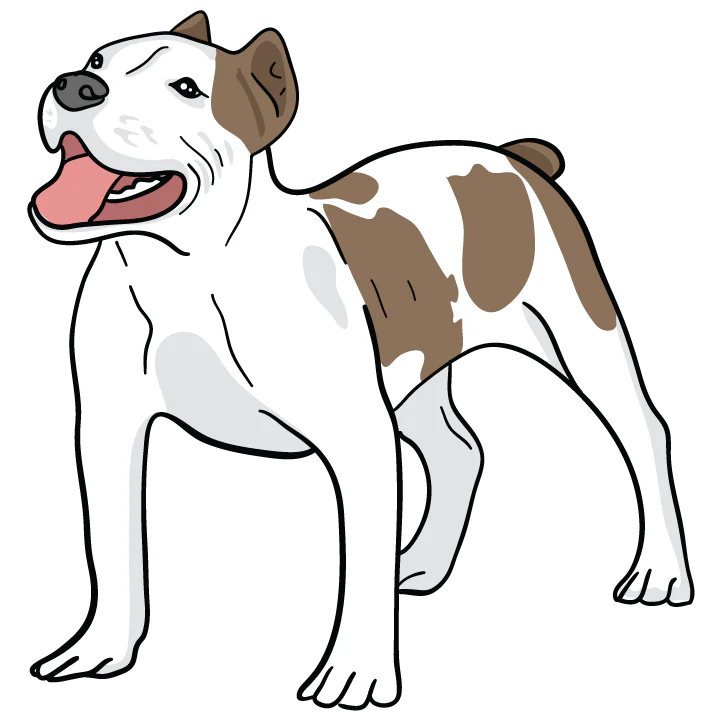 Pitbull - Image 3