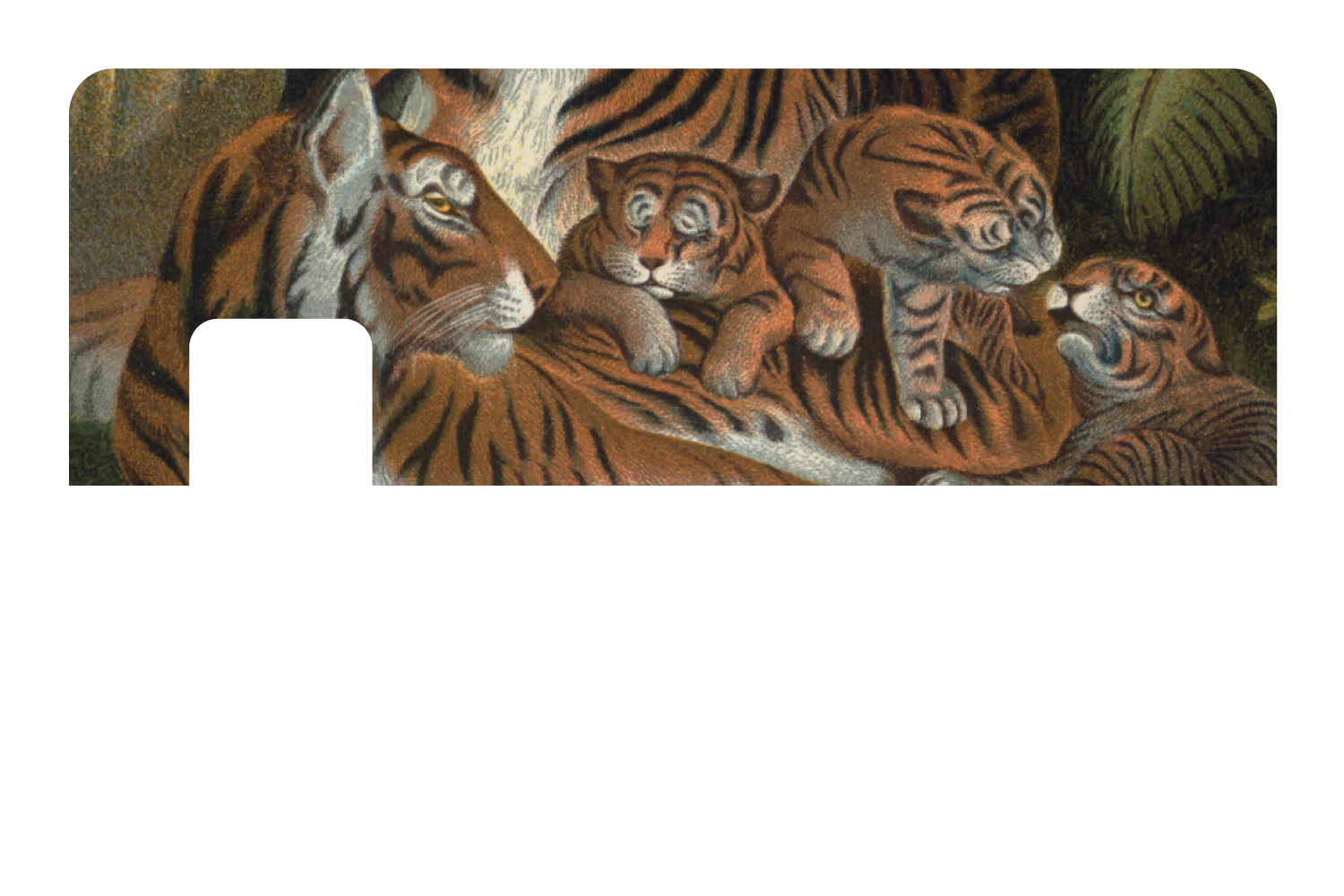 Tiger Family - Image 7