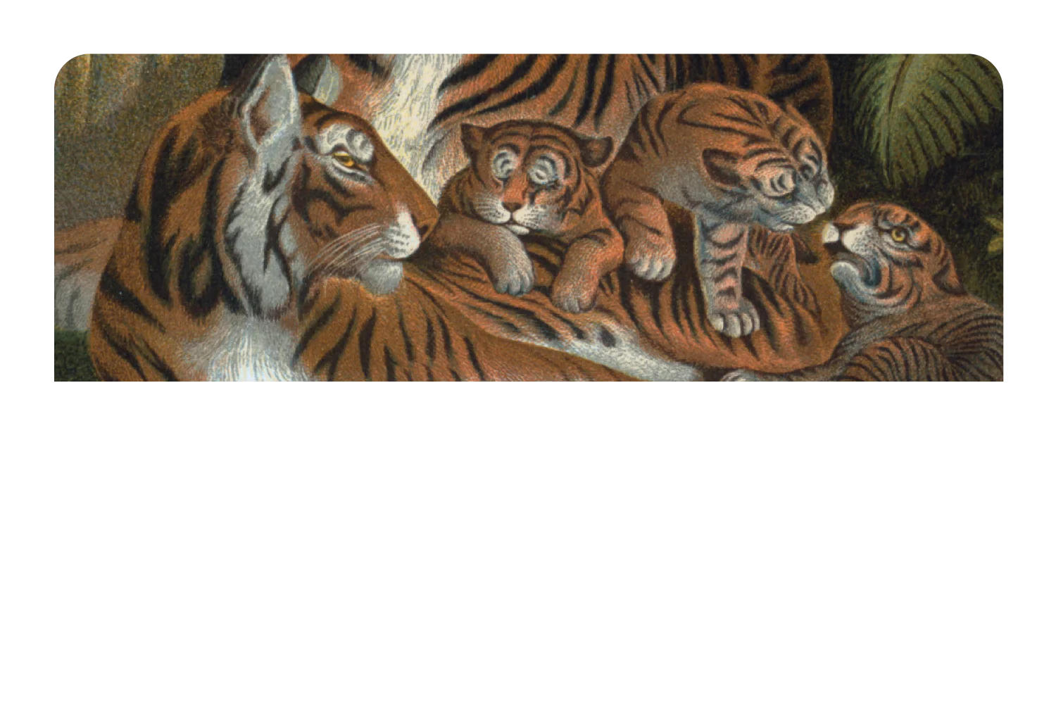Tiger Family - Image 9