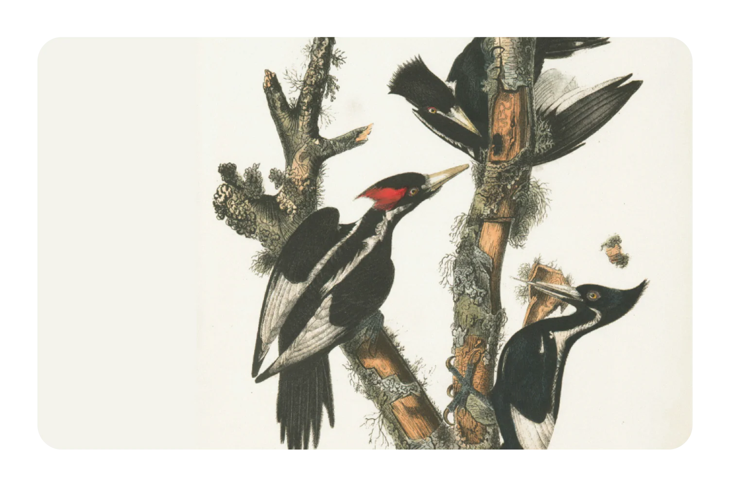 Wood Peckers