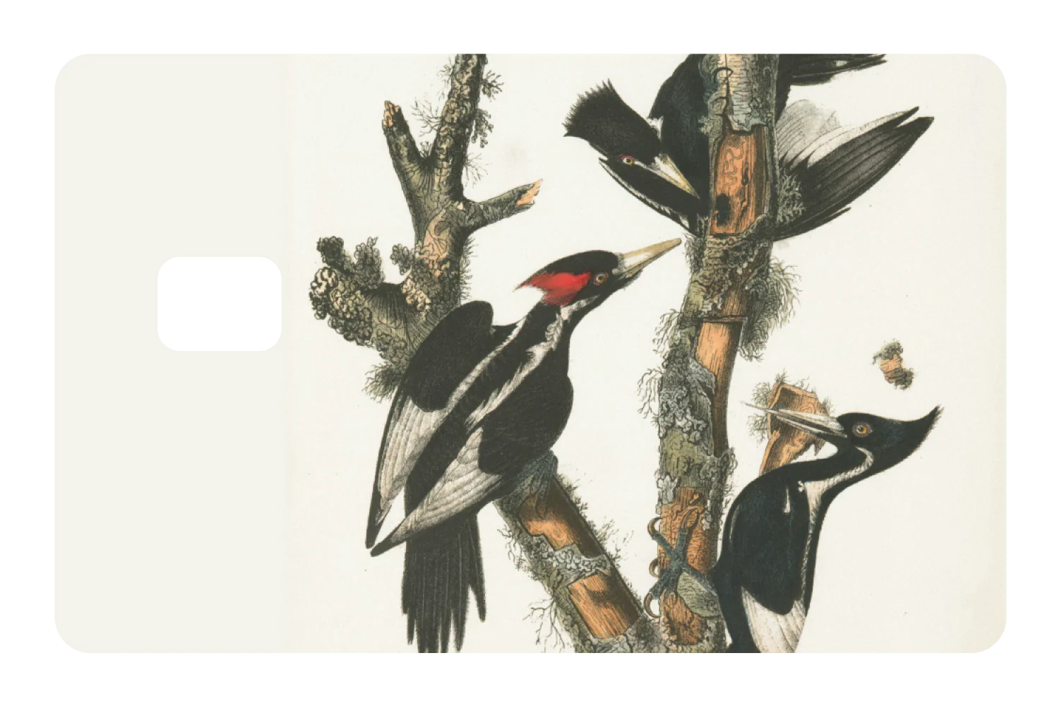 Wood Peckers - Image 2