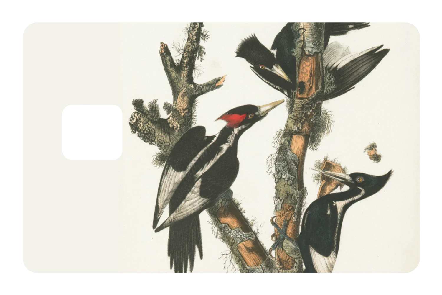 Wood Peckers - Image 3