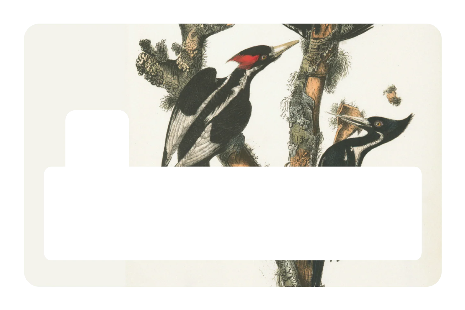 Wood Peckers - Image 4