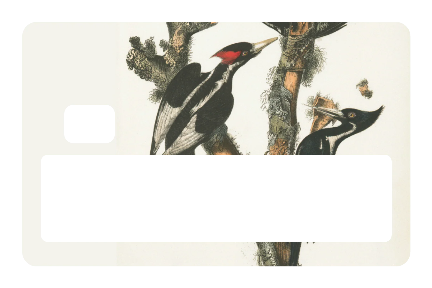 Wood Peckers - Image 5