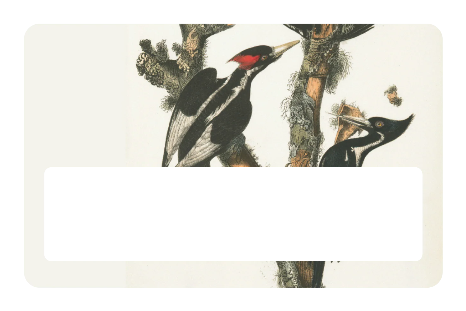 Wood Peckers - Image 6