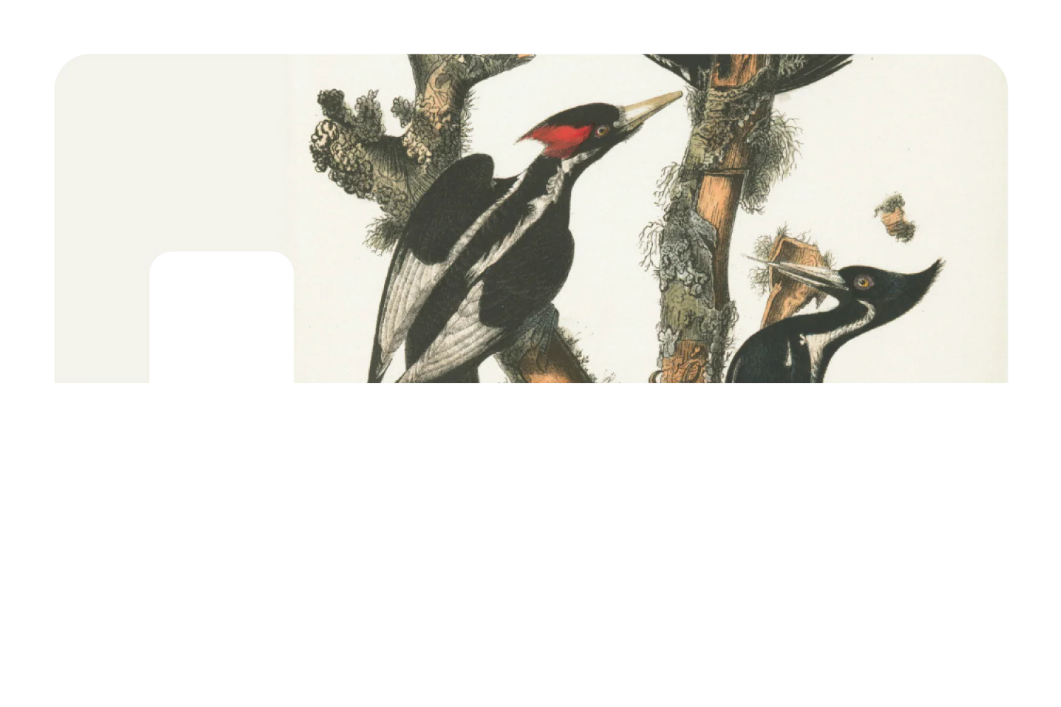 Wood Peckers - Image 7