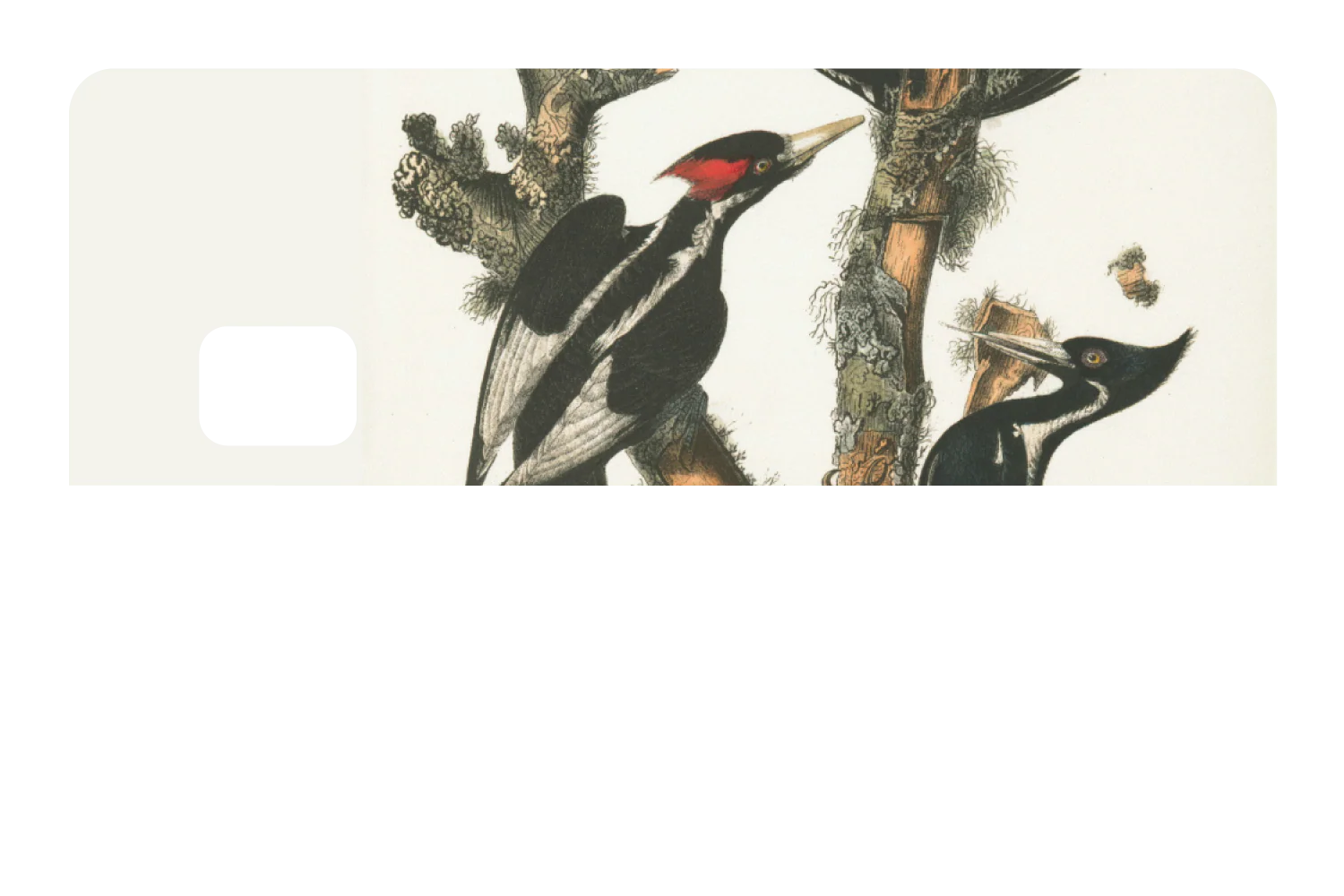 Wood Peckers - Image 8