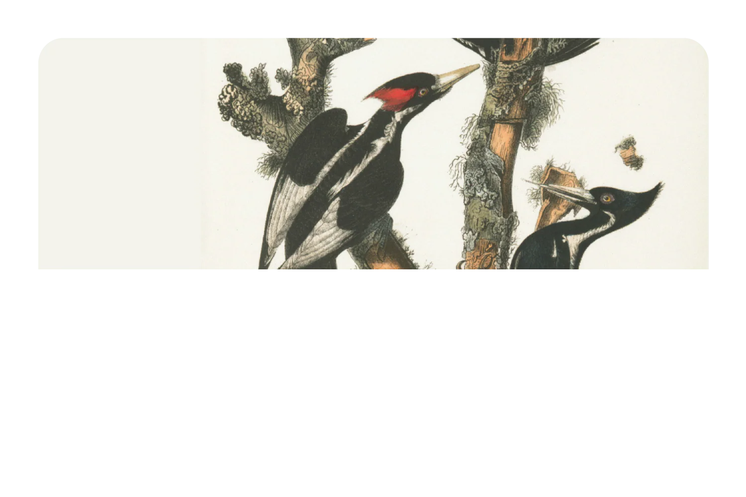 Wood Peckers - Image 9
